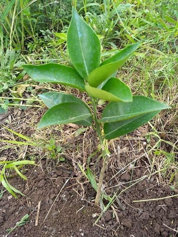 tree image