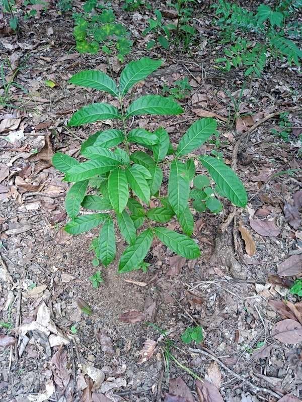 tree image