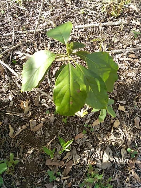 tree image