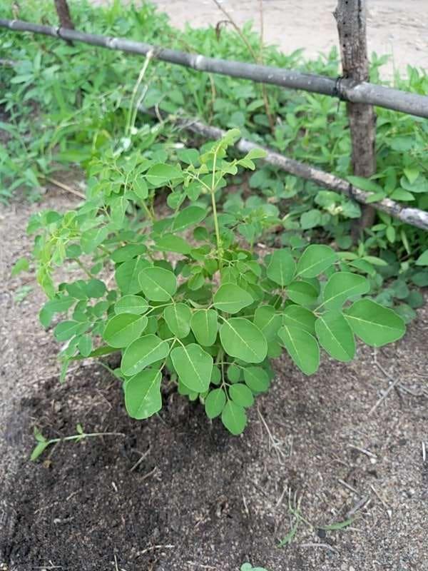 tree image