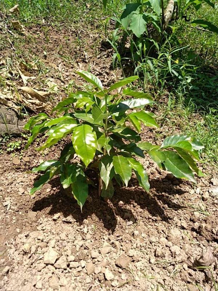 tree image