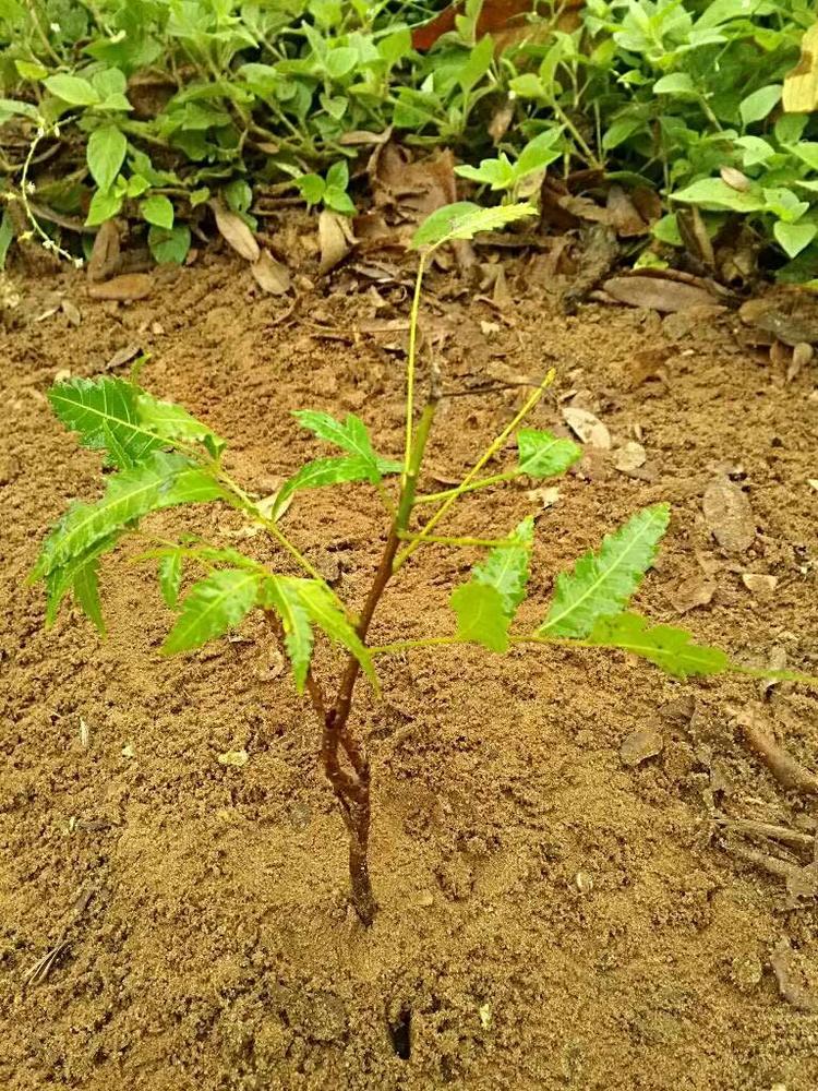 tree image