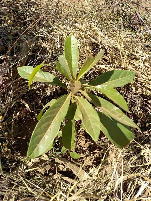 tree image