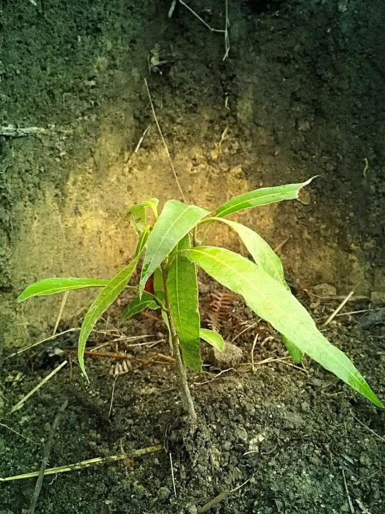tree image