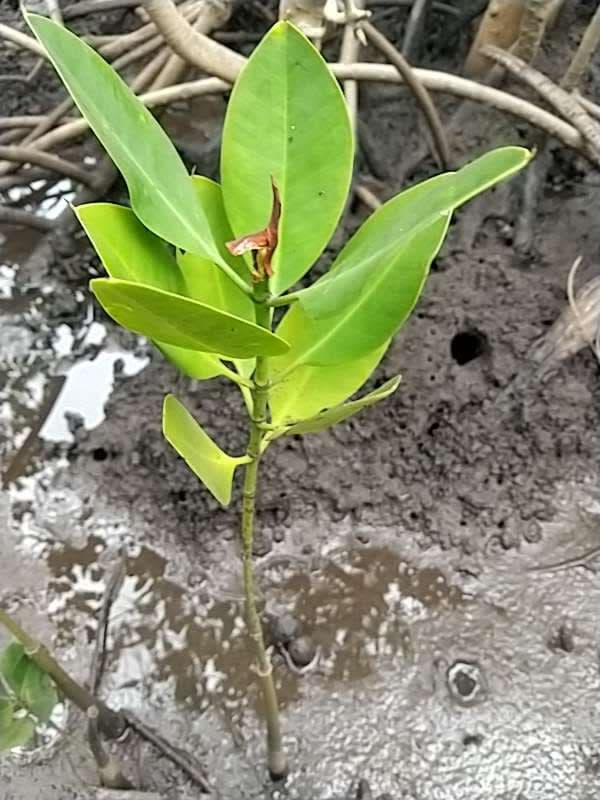 tree image