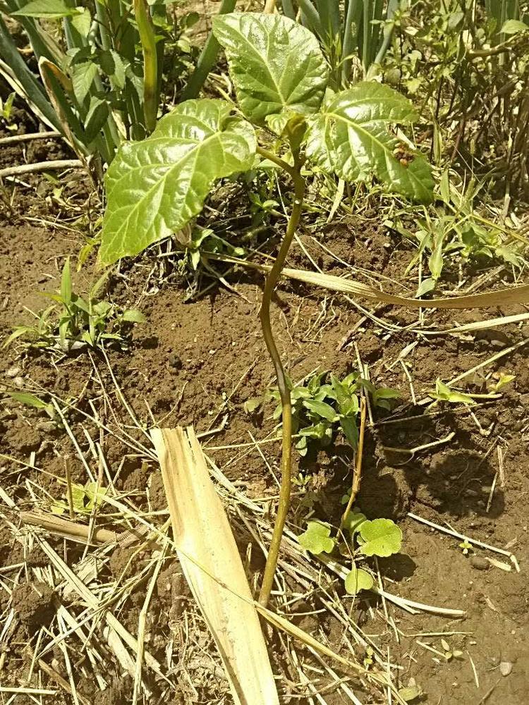 tree image
