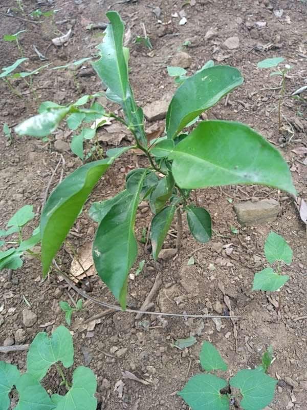 tree image