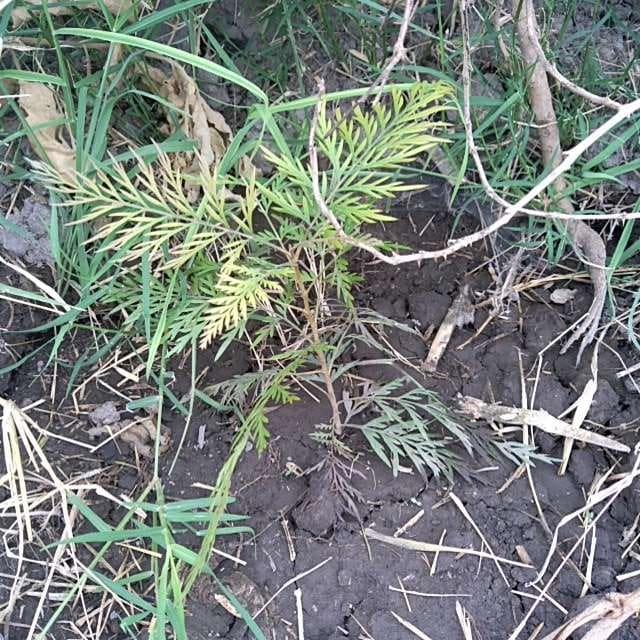 tree image