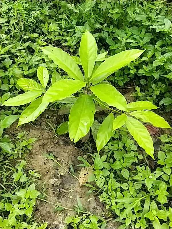 tree image