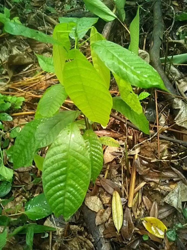 tree image