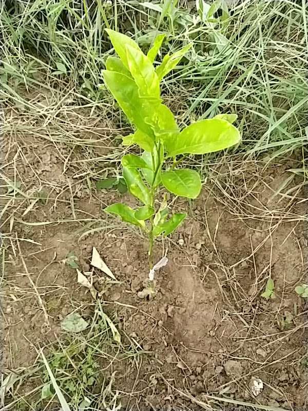 tree image