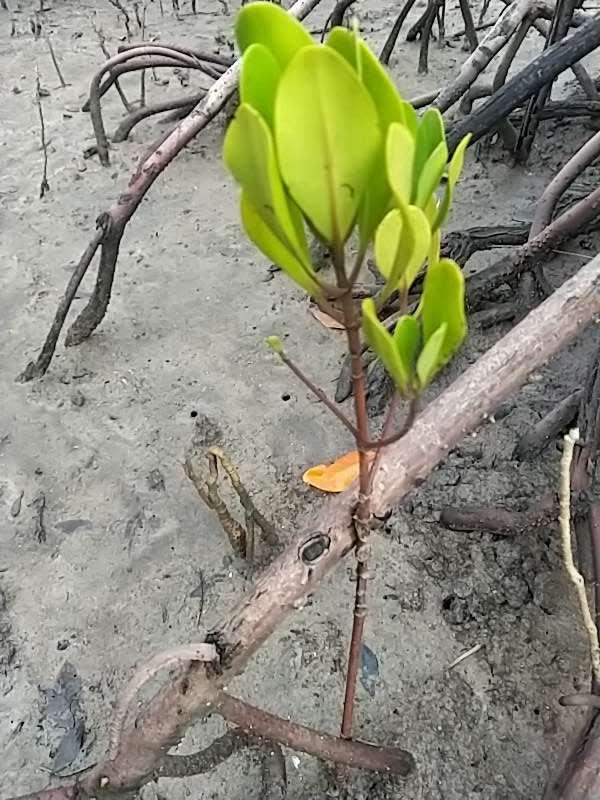 tree image