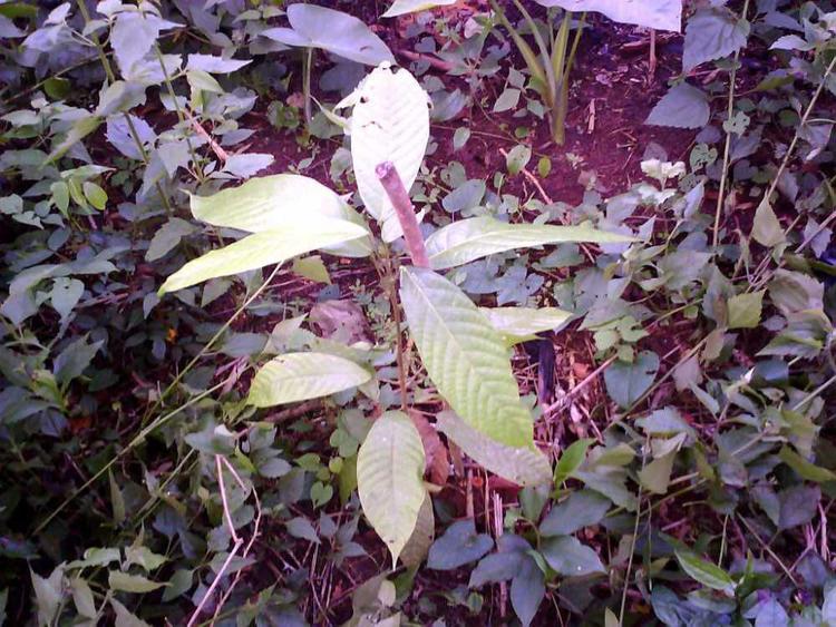 tree image