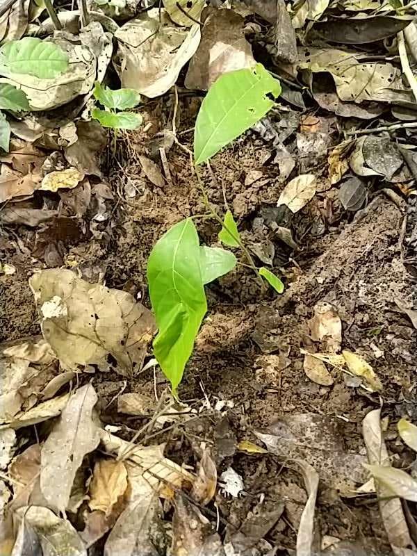 tree image