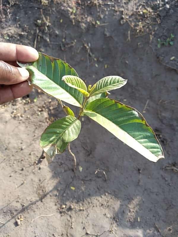 tree image