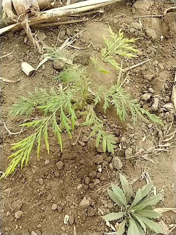 tree image