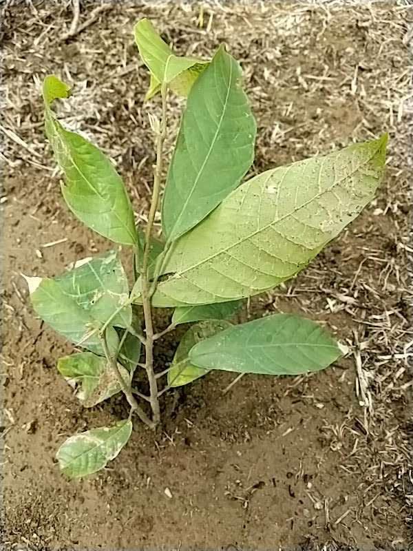 tree image