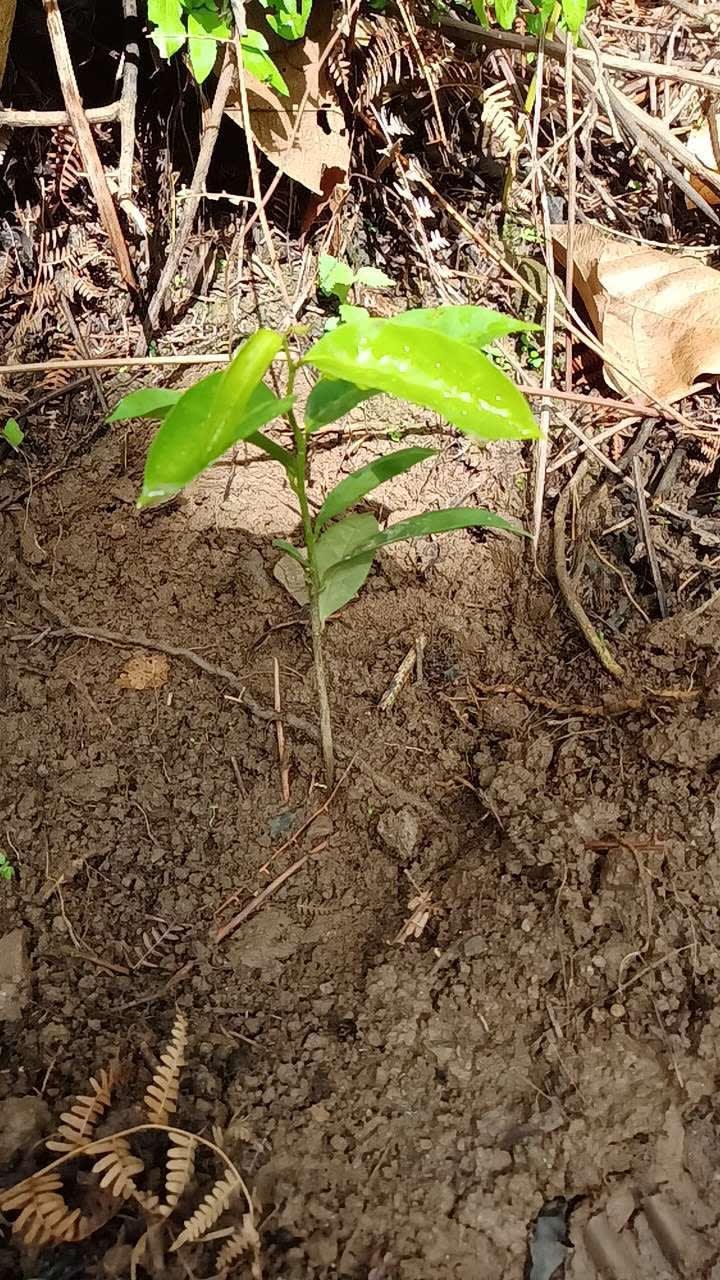tree image