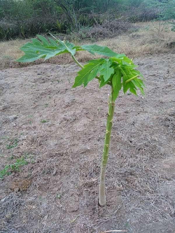 tree image
