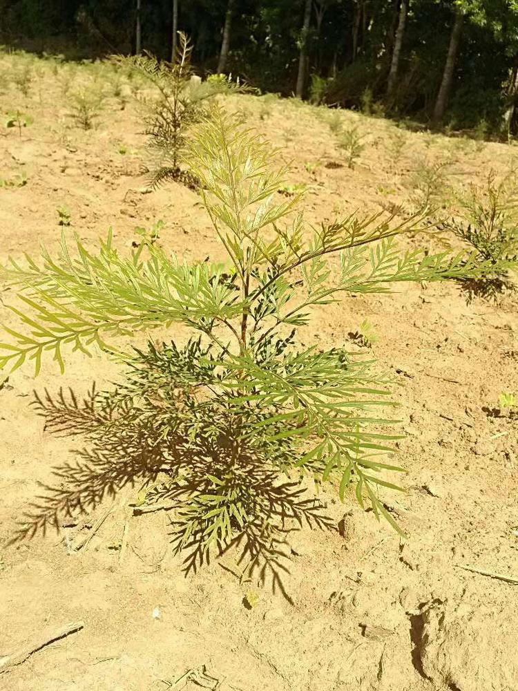 tree image