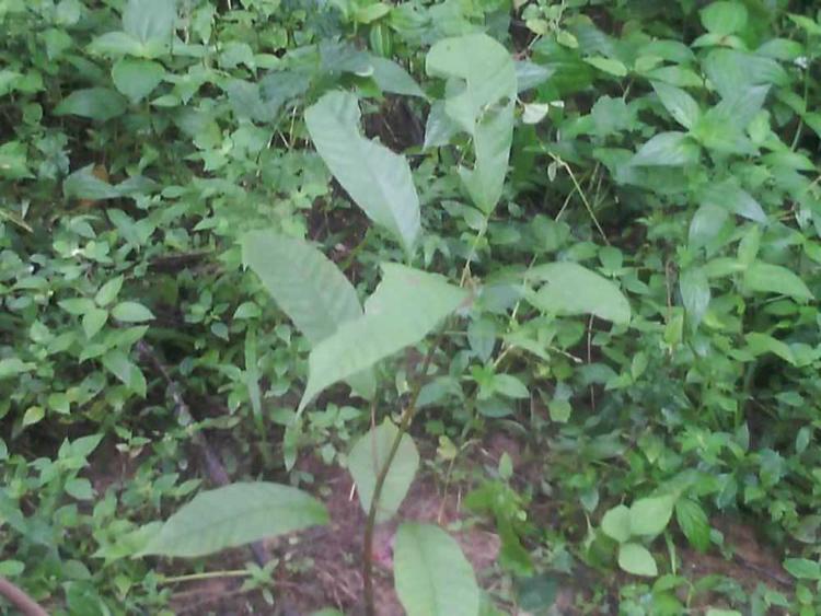 tree image