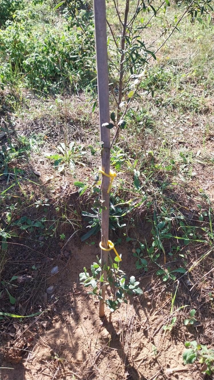tree image