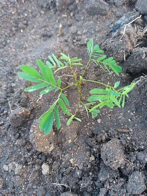 tree image