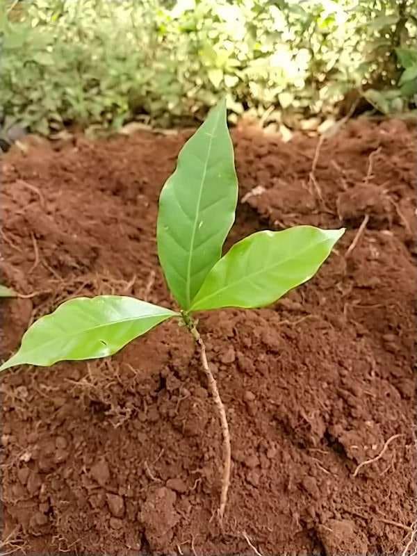tree image
