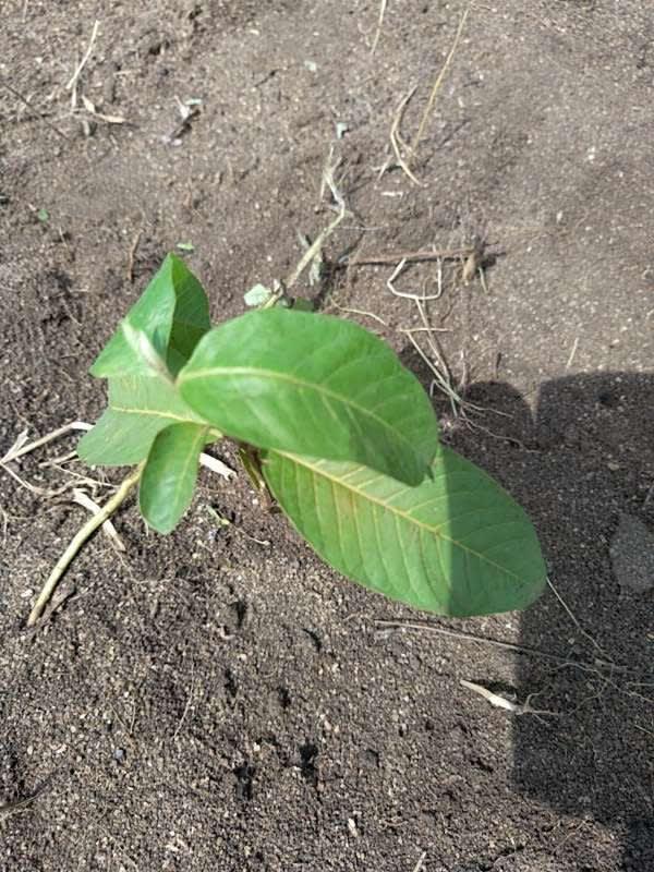 tree image