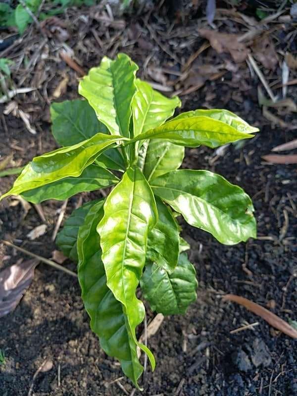 tree image