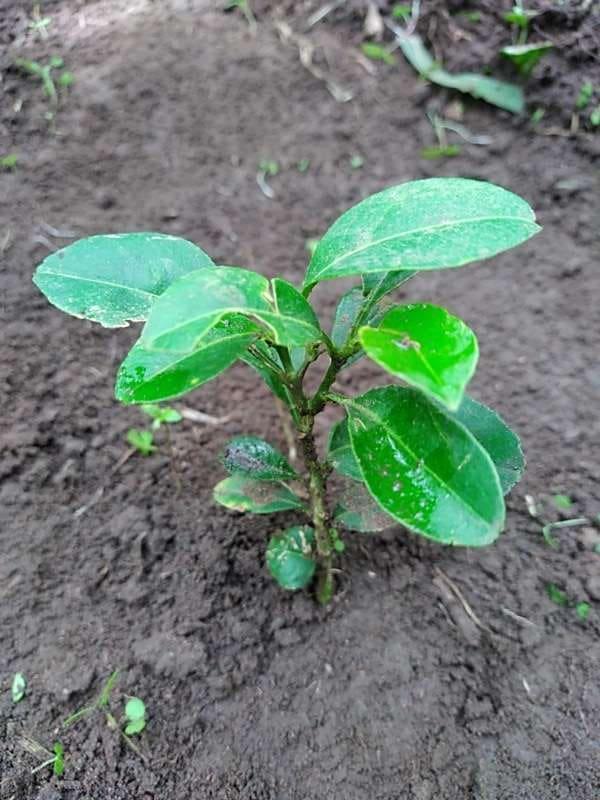 tree image