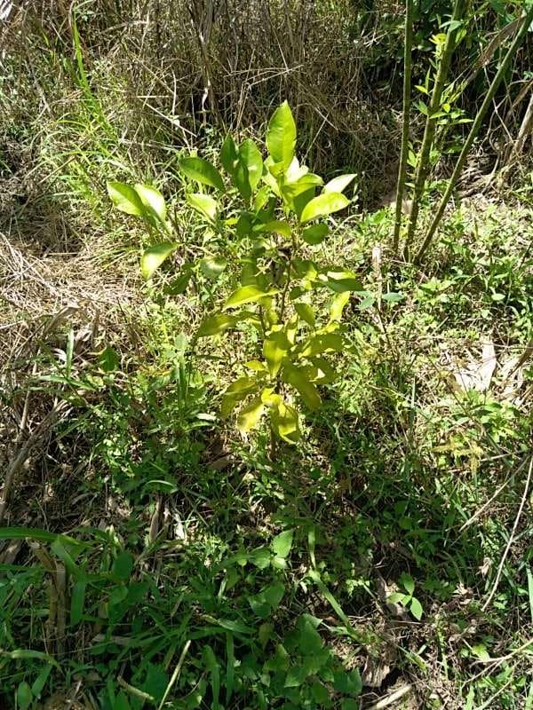 tree image