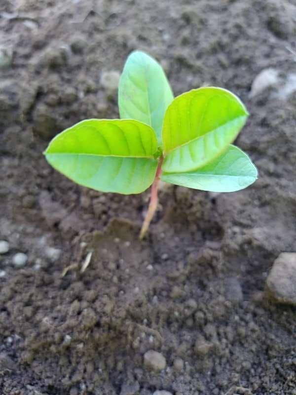 tree image