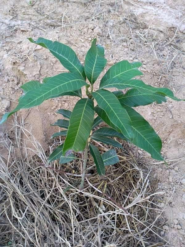 tree image