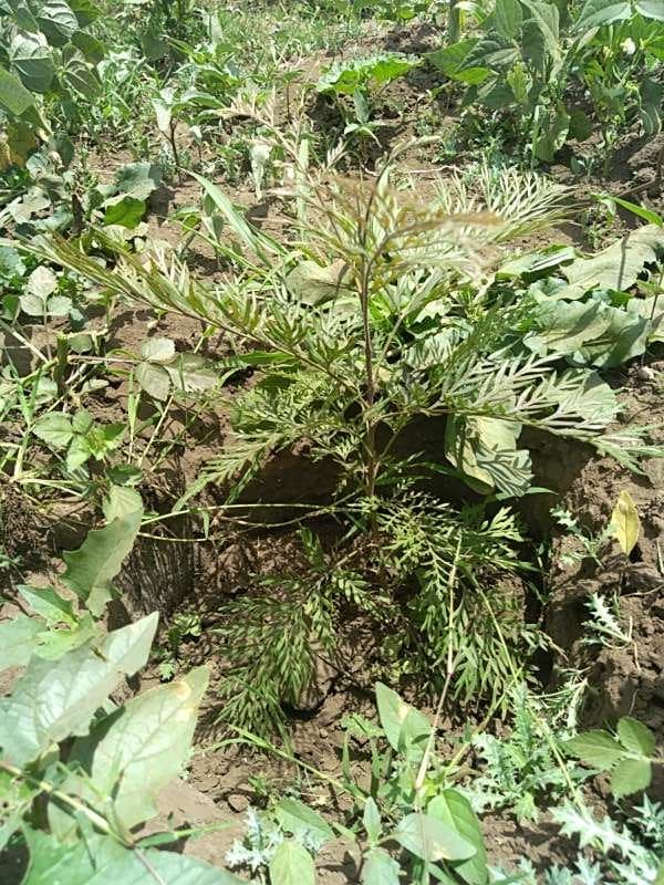 tree image