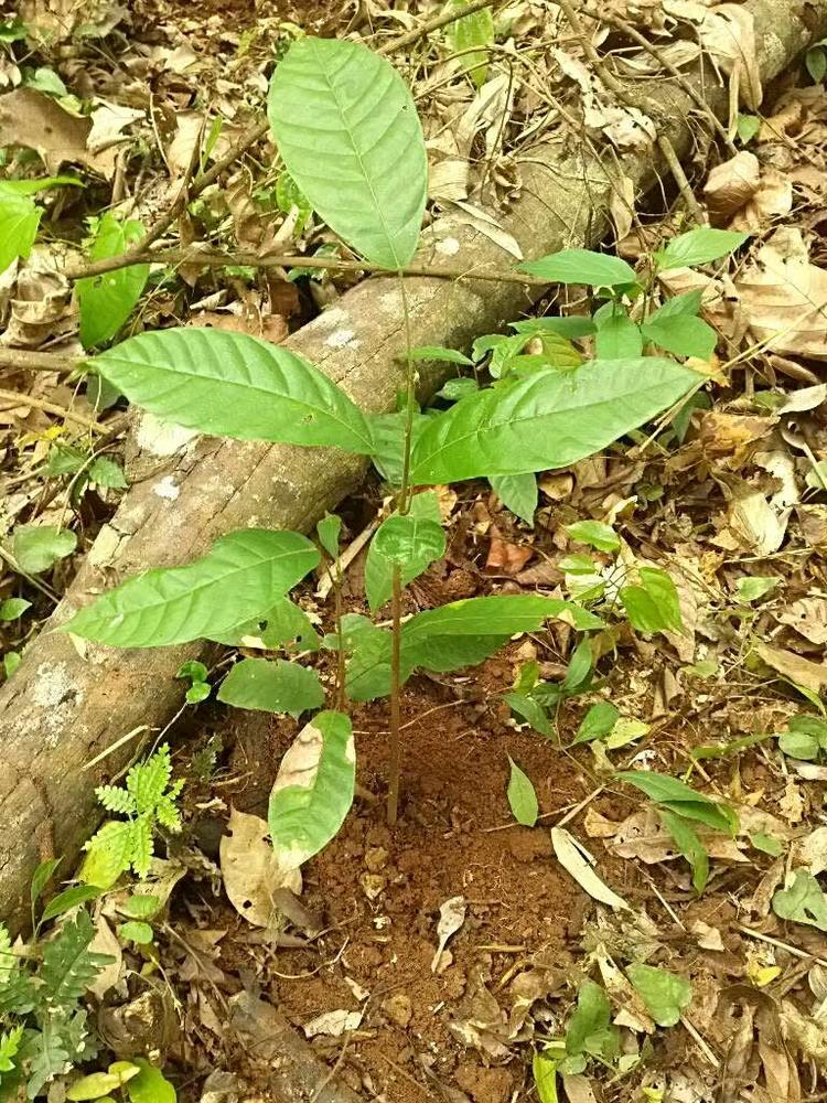 tree image
