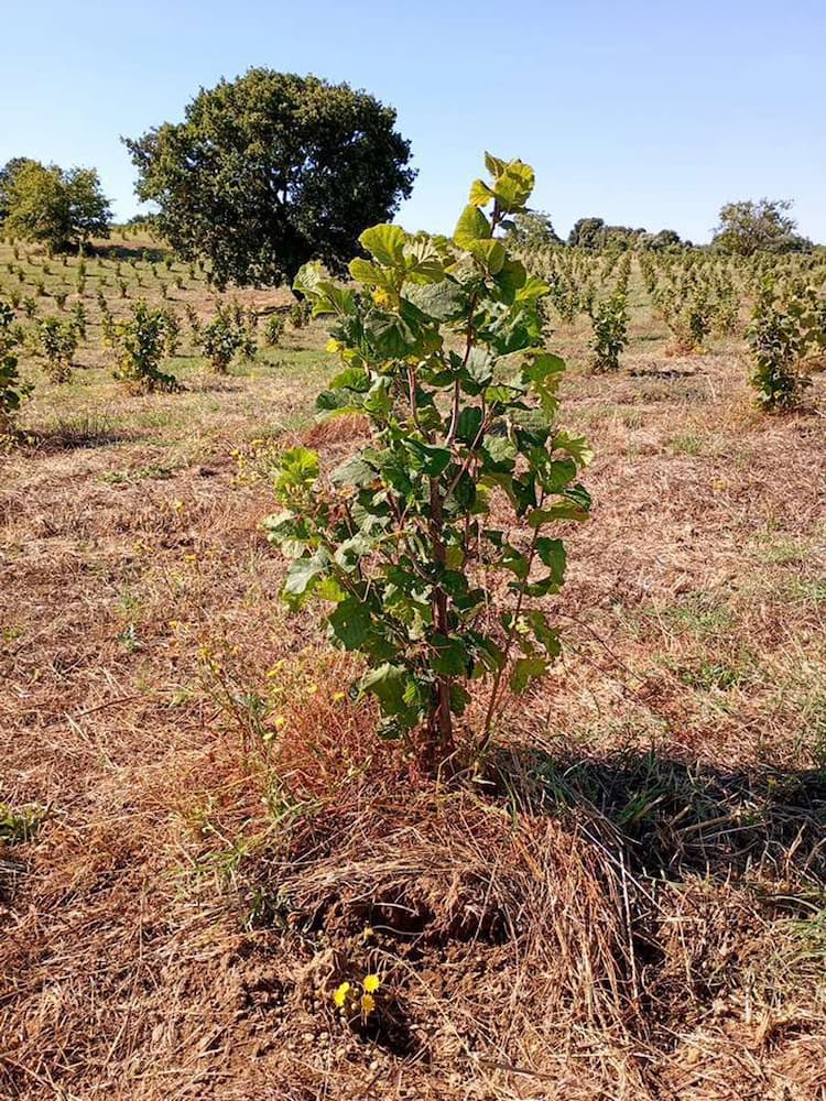 tree image