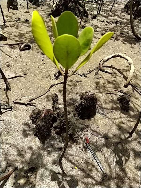 tree image