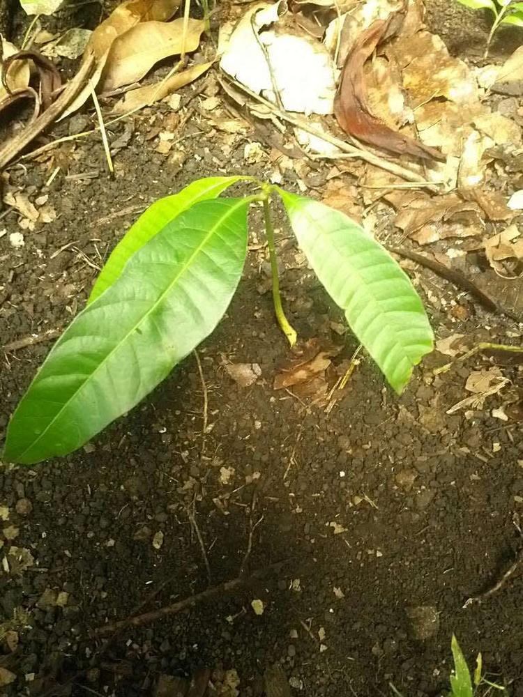 tree image