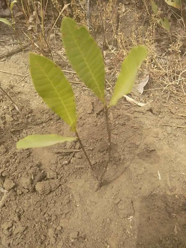 tree image