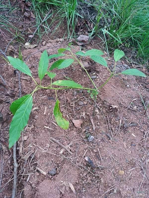 tree image
