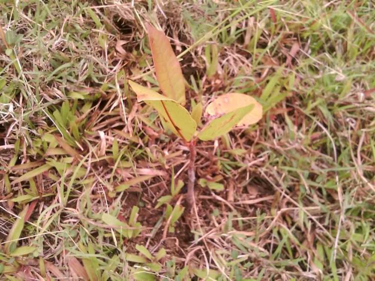 tree image