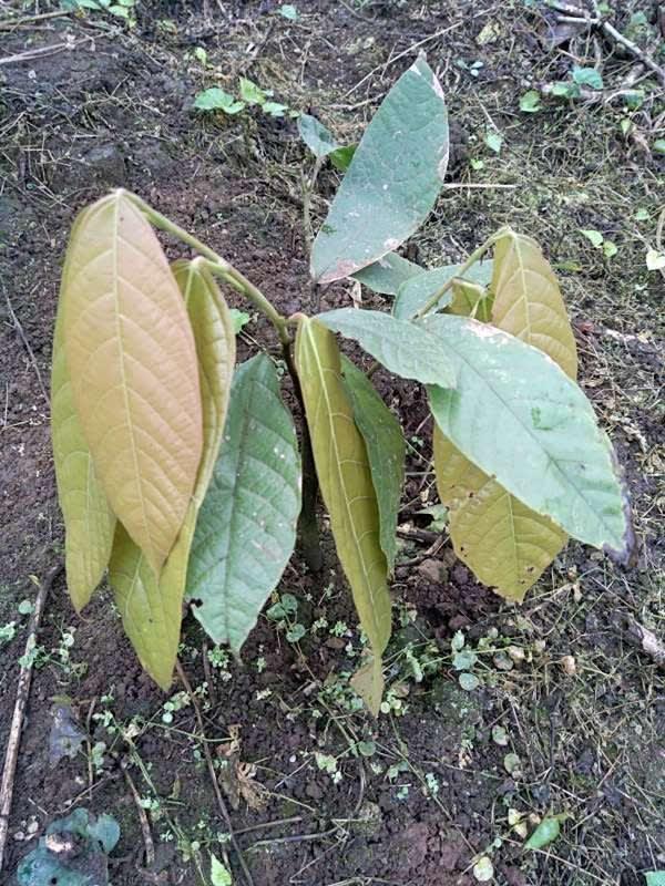 tree image