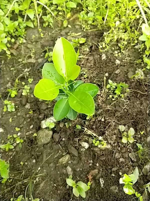 tree image