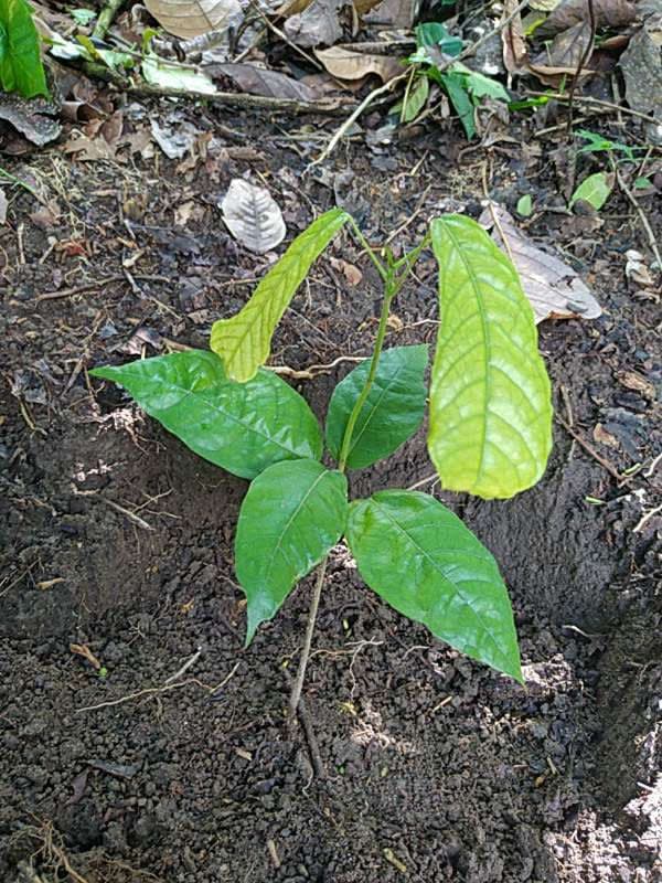 tree image