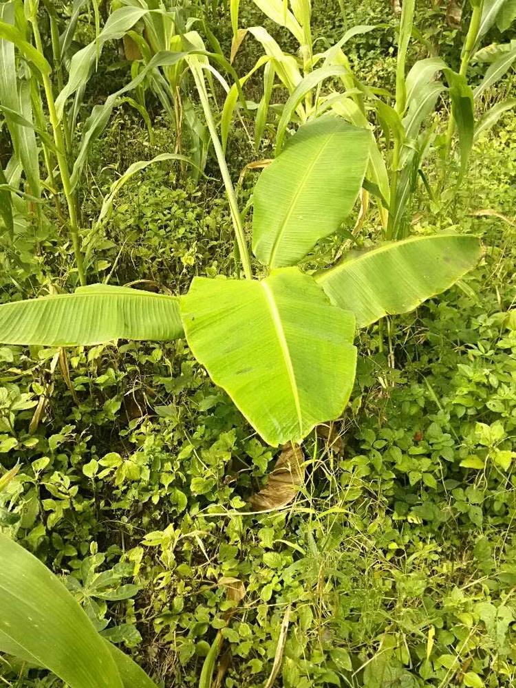 tree image