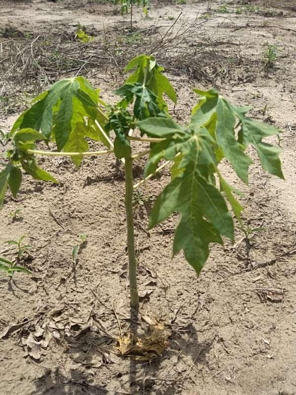 tree image