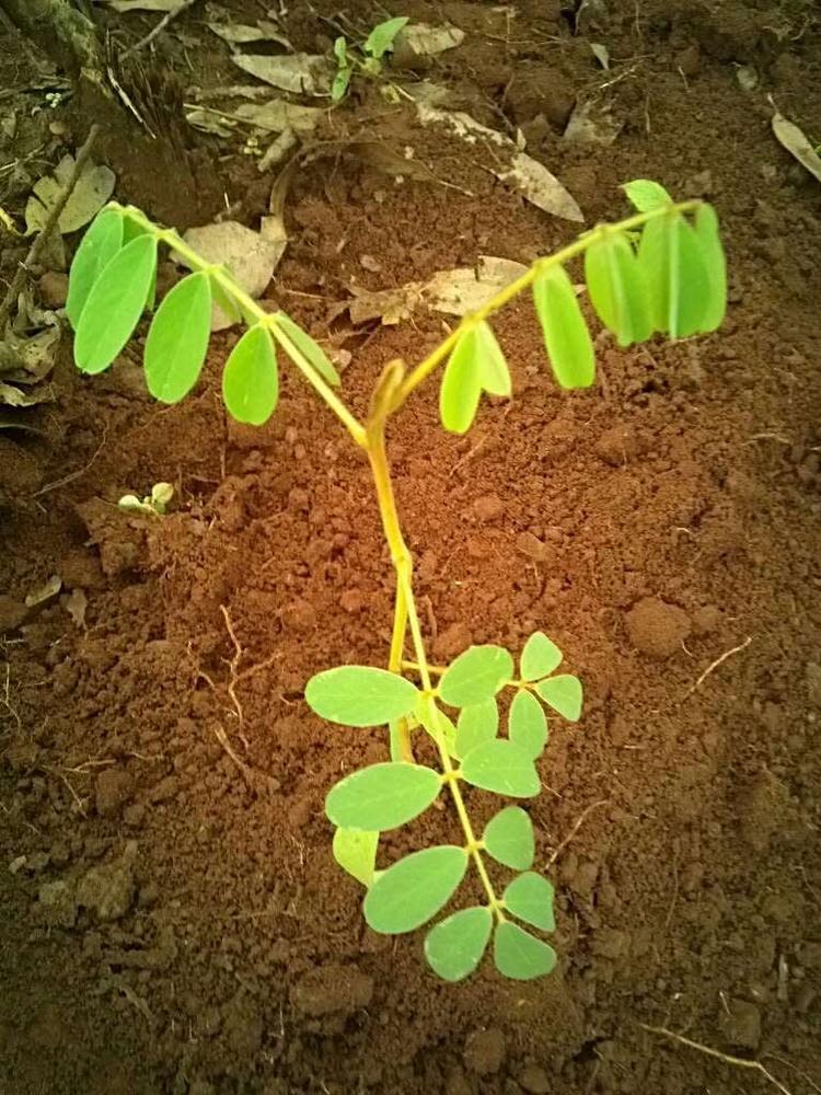tree image