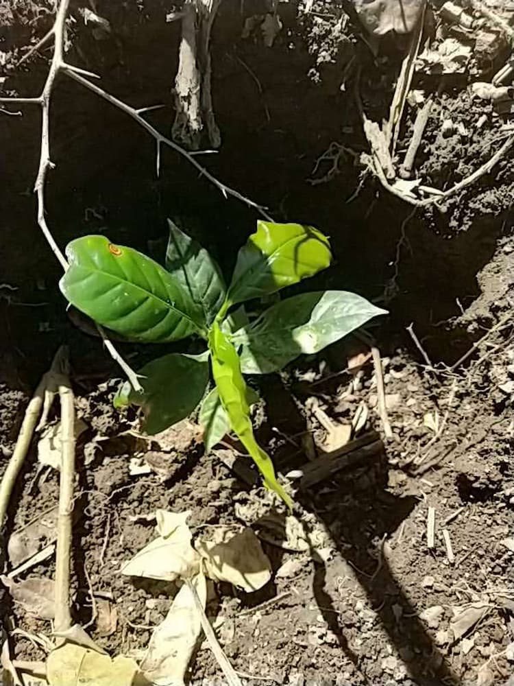 tree image