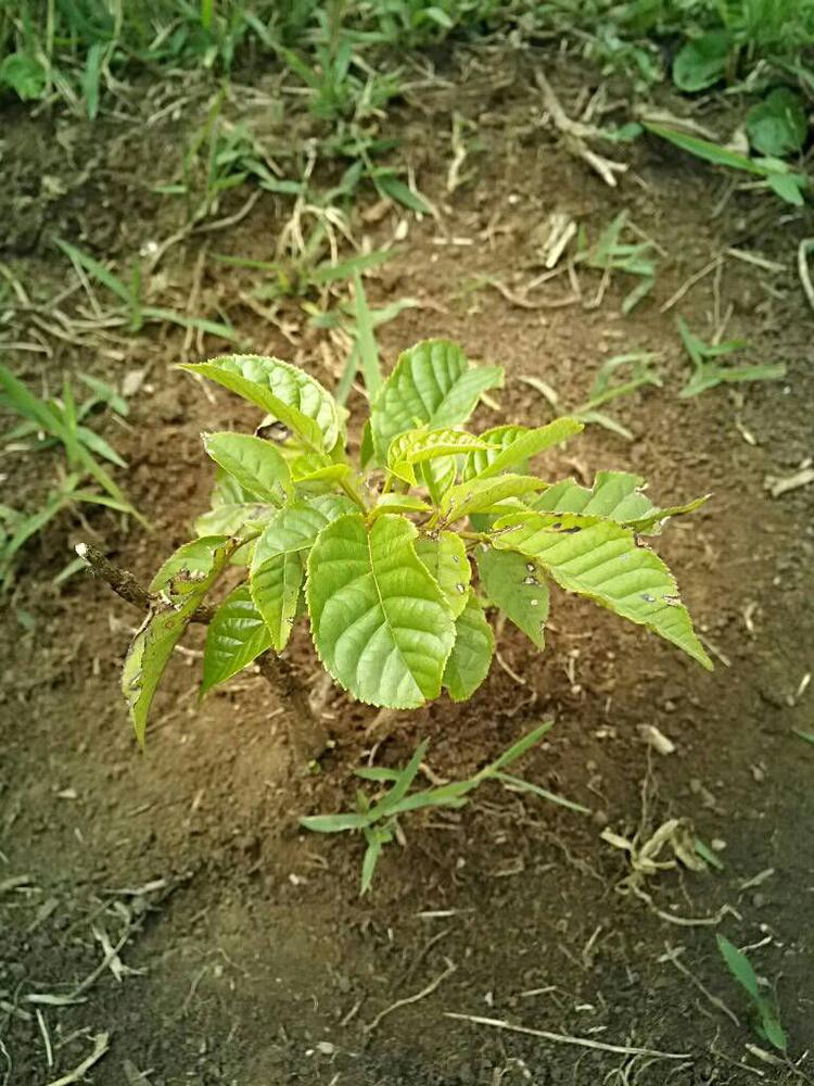 tree image